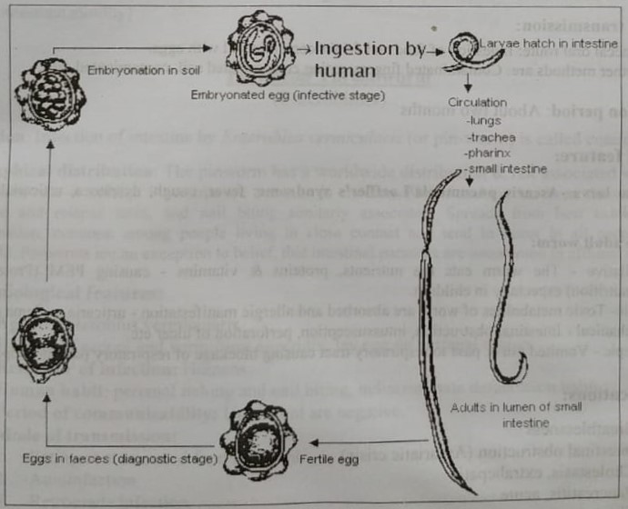 Definition of Ascariasis