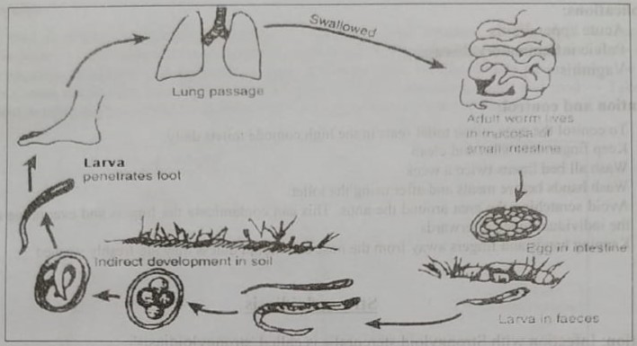Definition of Strongyloidiasis