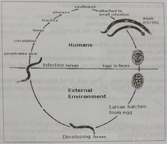 Hookworm disease